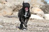 CANE CORSO 450